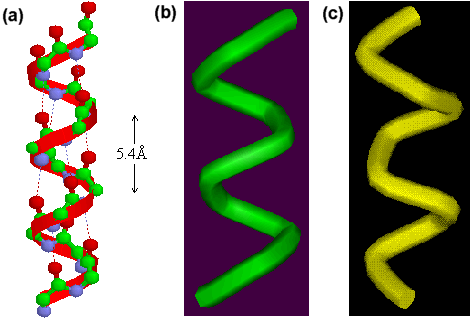 secondary protein structure that coils 
