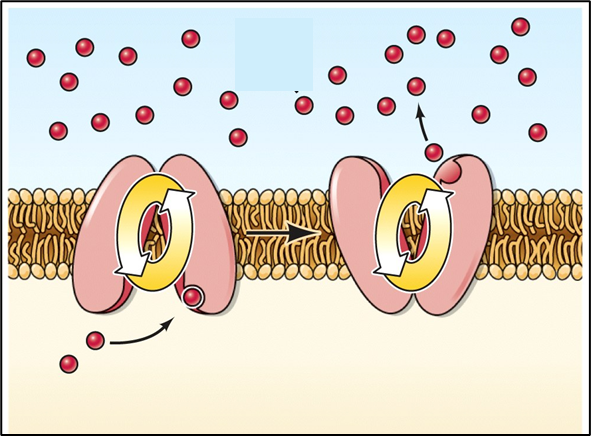 <ul><li><p><mark data-color="#ffffff" style="background-color: rgb(255, 255, 255); color: inherit;"><span>Move ions against concentration gradient (Na+/K+ channel)</span></mark></p></li><li><p><mark data-color="#ffffff" style="background-color: rgb(255, 255, 255); color: inherit;"><span>Create concentration gradients across the membrane</span></mark></p></li><li><p><span style="background-color: yellow;"><mark data-color="#ffffff" style="background-color: rgb(255, 255, 255); color: inherit;"><span>Requires ATP </span></mark></span><mark data-color="#ffffff" style="background-color: rgb(255, 255, 255); color: inherit;"><span>(e.g., Na⁺/K⁺ pump)</span></mark></p></li></ul><p></p>