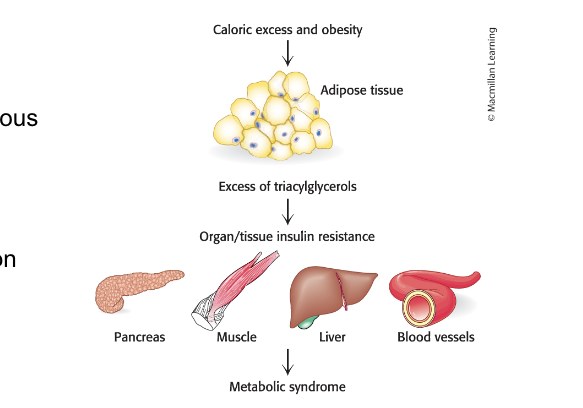<p>can be exceeded leading to lipid accumulation in other tissues</p><ul><li><p>in caloric excess, the storage capacity of adipocytes can be excessed with <u>deleterious results</u></p></li><li><p>excess fat accumulates in other tissues → results in biochemical malfunction of tissues</p></li></ul><p></p>