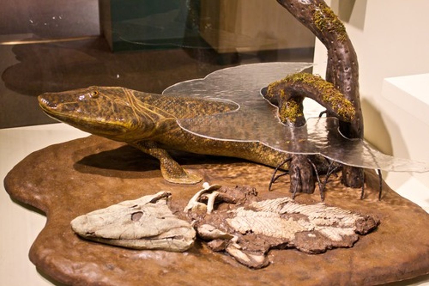 <p>-"Missing link" thought to be a transitional form between fish and tetrapods.</p>