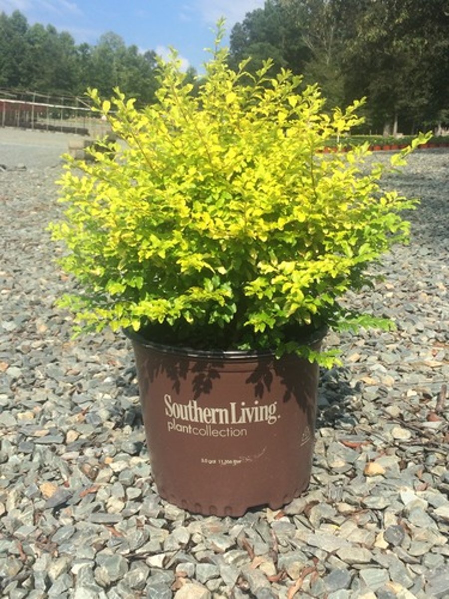 <p>Ligustrum, Sunshine</p>