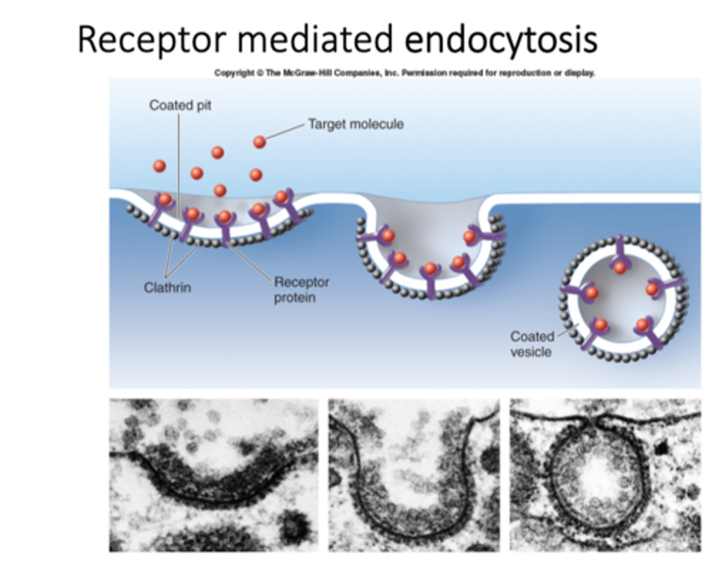 <p>An invagination of the membrane is formed. It fills with the necessary molecules. Then, this small region of membrane is pinched off into the cell and surrounded by clathrin proteins. This coating breaks down once the vesicle has reached its destination.</p>
