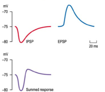 <p>Yes, EPSPs and IPSPs can summate (spatially or temporally) to determine whether the postsynaptic neuron reaches threshold for firing an action potential.</p>