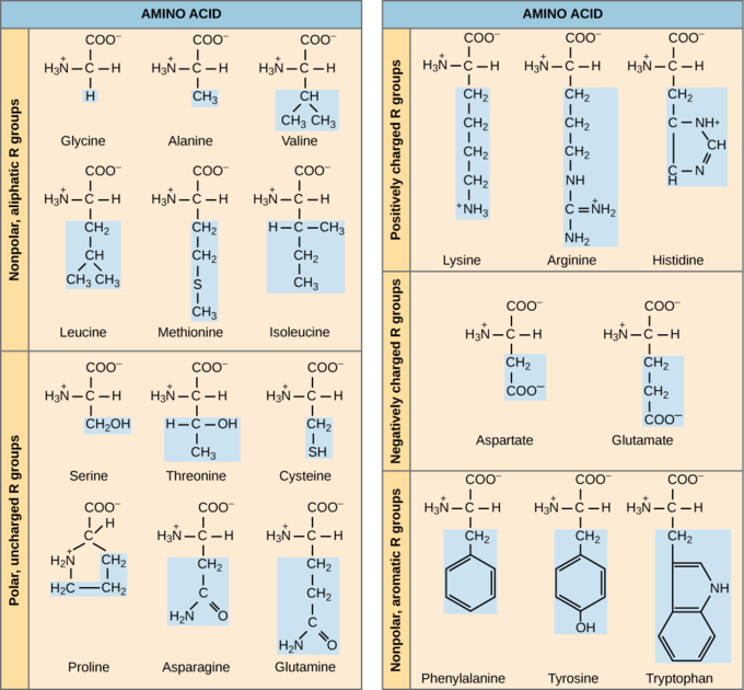 <ul><li><p><span style="font-family: Arial, sans-serif">Tyr polar (tyrosine)</span></p></li><li><p><span style="font-family: Arial, sans-serif">Leu non polar (leucoine)</span></p></li><li><p><span style="font-family: Arial, sans-serif">Asp acid (aspartic acid)</span></p></li><li><p><span style="font-family: Arial, sans-serif">His base (histidine)</span></p></li></ul>