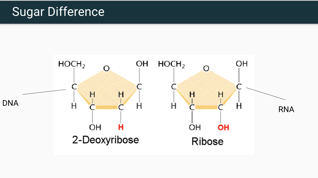 <ul><li><p>Deoxyribose: lacks an oxygen atom on the 2’ carbon hence the “deoxy”</p></li><li><p>Ribose: Has a hydroxyl group (-OH) on the 2’ carbon</p></li></ul><p></p>