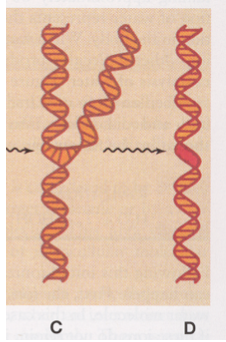 <p>D? </p>