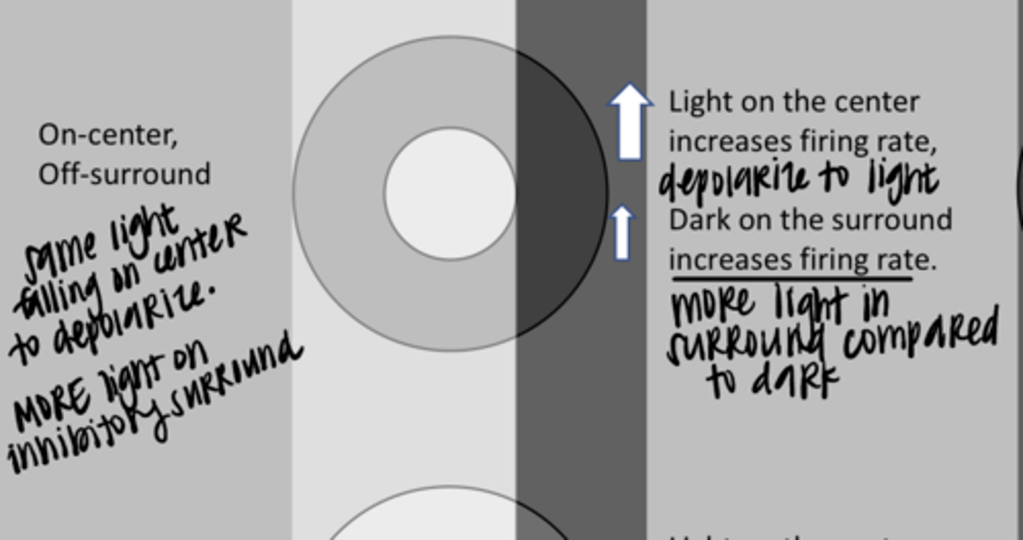 <p>This is an ON-center ganglion cell. What is the likely response? (See Pic)</p>