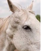 <ul><li><p><span style="background-color: transparent;"><strong><span>Et: </span><u><span>Genetic,</span></u></strong></span><span style="background-color: transparent; color: red;"><strong><span> slow growing, 2/3 mets later in life</span></strong></span></p><ul><li><p><span style="background-color: transparent;"><strong><span>Melanocytic nevi: small flat,</span></strong><span> superficial, </span><strong><span>benign</span></strong><span>,</span></span><span style="background-color: transparent; color: red;"><span> </span><strong><u><span>“birthmark”</span></u></strong></span></p></li><li><p><span style="background-color: transparent;"><strong><span>Dermal melanomas:</span></strong></span><span style="background-color: transparent; color: red;"><strong><span> </span><u><span>solitary</span></u></strong></span><span style="background-color: transparent;"><span>, pigmented nodules in dermis</span></span></p></li><li><p><span style="background-color: transparent;"><strong><span>Dermal melanomatosis:</span></strong><span> </span></span><span style="background-color: transparent; color: red;"><strong><span>multiple</span></strong><span> confluent nodules, </span><u><span>gray horses</span></u></span></p></li><li><p><span style="background-color: transparent;"><strong><span>Anaplastic malignant melanoma: </span></strong></span><span style="background-color: transparent; color: red;"><strong><span>aggressive</span></strong><span>, non-gray horses, RARE</span></span></p></li></ul></li><li><p><span style="background-color: transparent;"><strong><span>Sig: </span></strong></span><span style="background-color: transparent; color: red;"><strong><span>gray/white horses &gt;15y</span></strong></span></p></li><li><p><span style="background-color: transparent;"><strong><span>Cs: nodules</span></strong><span> on </span><strong><u><span>ventral</span></u></strong></span><span style="background-color: transparent; color: red;"><strong><u><span> tail, periana</span></u></strong></span><span style="background-color: transparent;"><strong><u><span>l region</span></u></strong><u><span>, parotid gland, periocular, genital</span></u></span></p></li></ul><ul><li><p><span style="background-color: transparent;"><strong><span>Tx: </span></strong></span><span style="background-color: transparent; color: red;"><span>Benign neglect #1,</span></span><span style="background-color: transparent;"><span> </span><u><span>sx excision/debulking w/cisplatin(problematic ones)</span></u></span></p></li><li><p><span style="background-color: transparent;"><strong><span>Px:</span></strong><span> Recurrence common</span></span></p></li></ul><p></p>