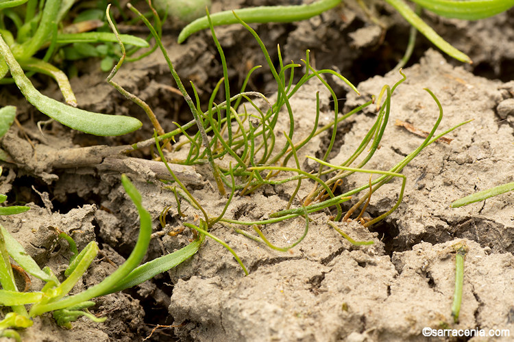 <p>American pillwort</p>