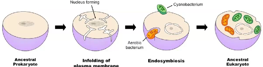 <p>the idea that eukaryotic cells evolved from consuming prokaryotes (explaining chloroplasts/mitochondria)</p>