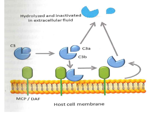 <p>C3 produced in the liver</p><p>In extracellular fluid C3 is cleaved sponataneously in C3b and C3a</p><p>C3b deposited on healhty cell surface is removed by MCP and DAF</p>