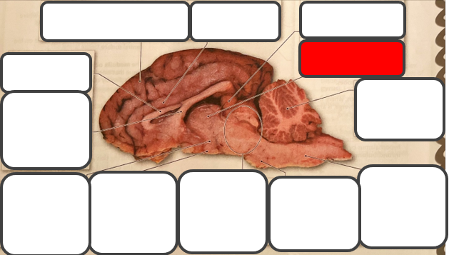 <p>Label </p>