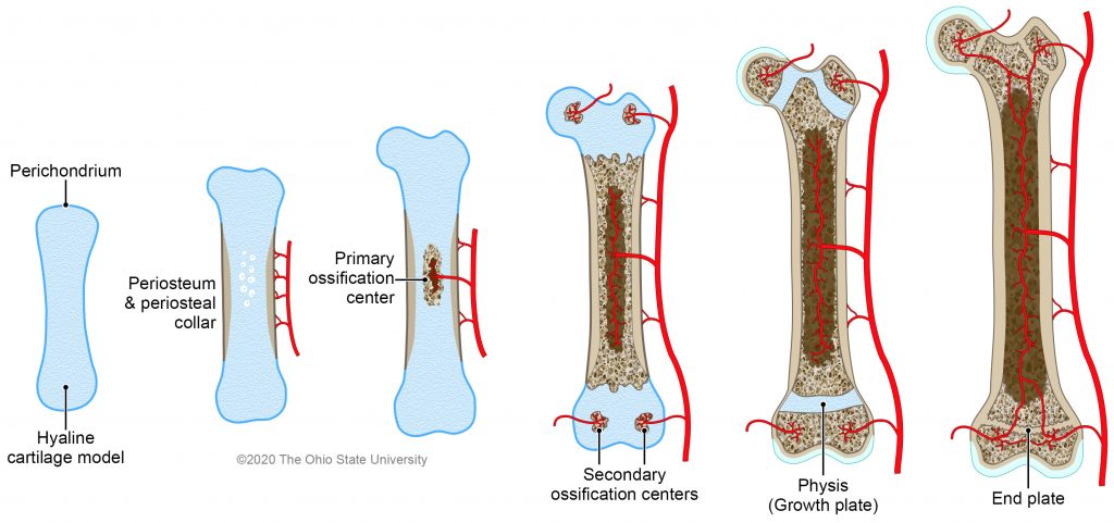 <ul><li><p>the process by which cartilage is being replaced by bone </p></li><li><p><strong>CARTILAGE —> BONE</strong></p></li><li><p>this happens as babies grow older, their cartilage is being turned into bone </p></li></ul><p></p>