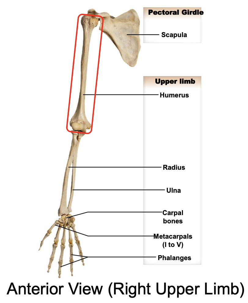 <p>Humerus</p>