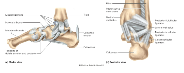 <p>Anatomy of the ankle joint: </p>