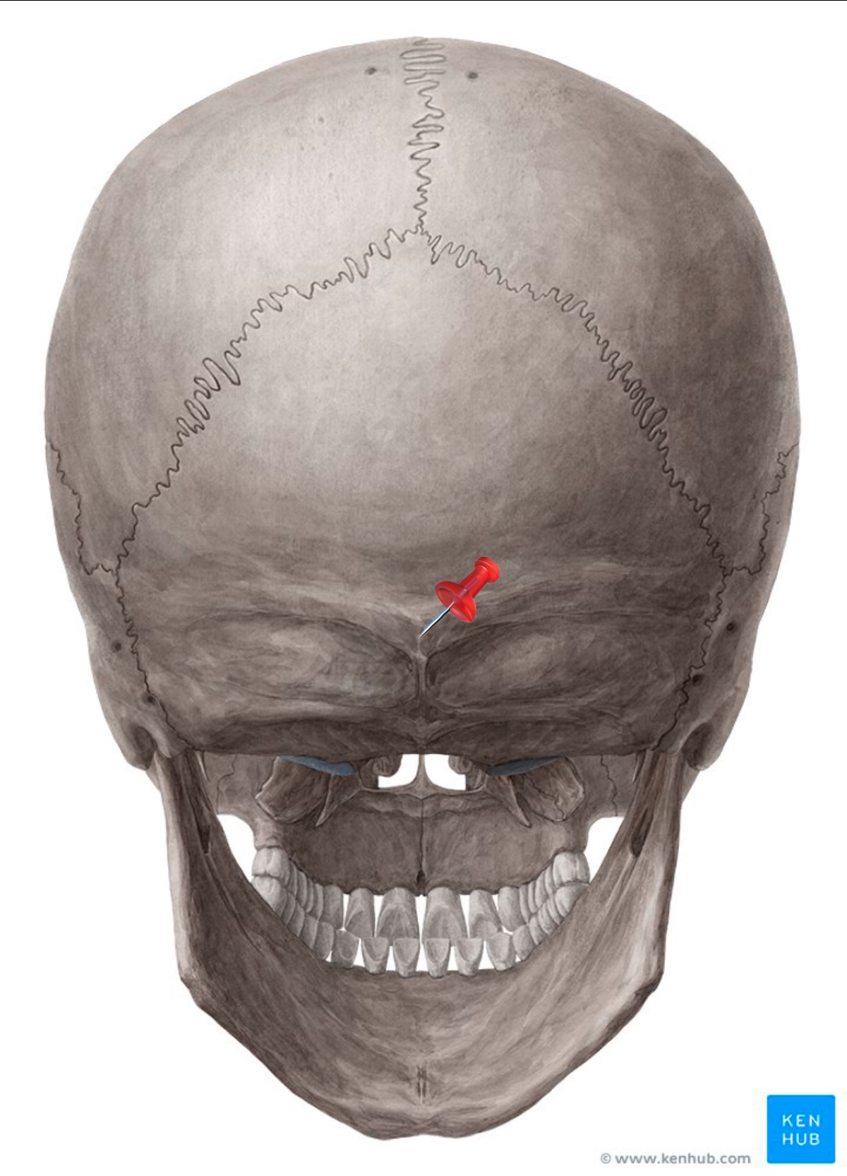 knowt flashcard image