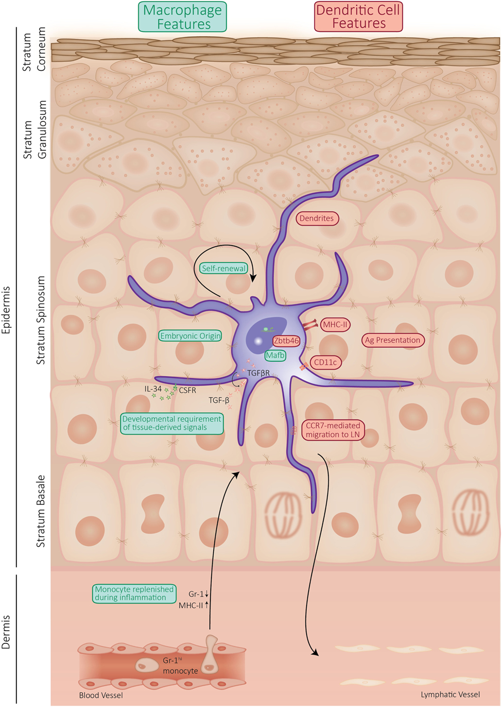 <ul><li><p>~1-2% of epidermis</p></li><li><p>Star-shaped macrophages that patrol deep epidermis</p></li><li><p>Key activators of the immune system</p></li></ul><p></p>