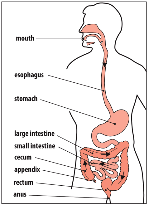 <p><span>gastrointestinal tract; resident bacteria</span></p>