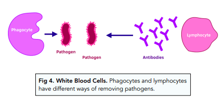 <ul><li><p>Phagocytes- ‘Cell eaters’ engulf bacteria using enzymes.</p></li><li><p>Lymphocytes- Send antibodies to fight the bacteria.</p></li></ul><p></p>
