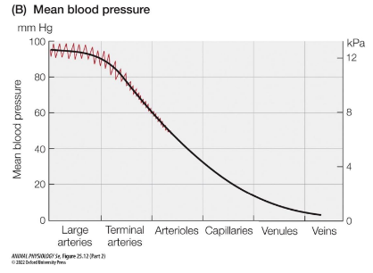 <p>Blood pressure decreases as it travels from arteries to capillaries due to increased resistance and the<strong> total cross-sectional area of capillaries</strong>, then continues to decrease in veins as the blood returns to the heart. </p>