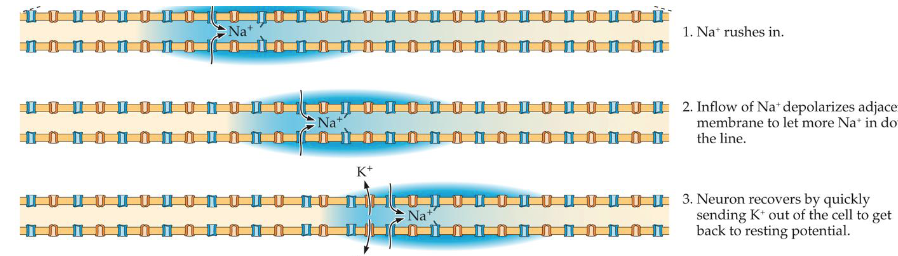 <p>Cells polarized in resting state</p><p>When AP threshold reached, depolarization occurs down the axon</p><p>Then triggers the release of neurotransmitters</p><p>But given we have billions of neurons, any given neuron is receiving from and transmitting to many others in an very complex system</p>