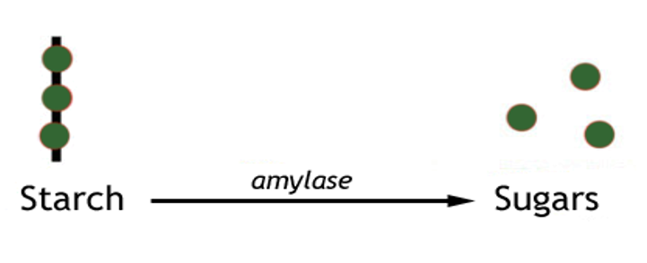 <p>. salivary glands release saliva (slightly alkaline) </p><p>. saliva contains enzyme amylase </p><p>. amylase breaks down the polysaccharide starch into the disaccharide maltose (sugars) </p>