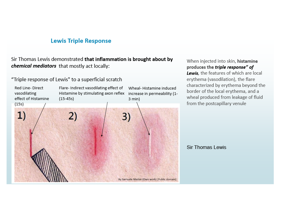 <p>Demonstrated that inflammation is brought about by chemical mediators</p><p>Histamines produce the triple response of Lewis: red scratch, flare, and wheal</p>