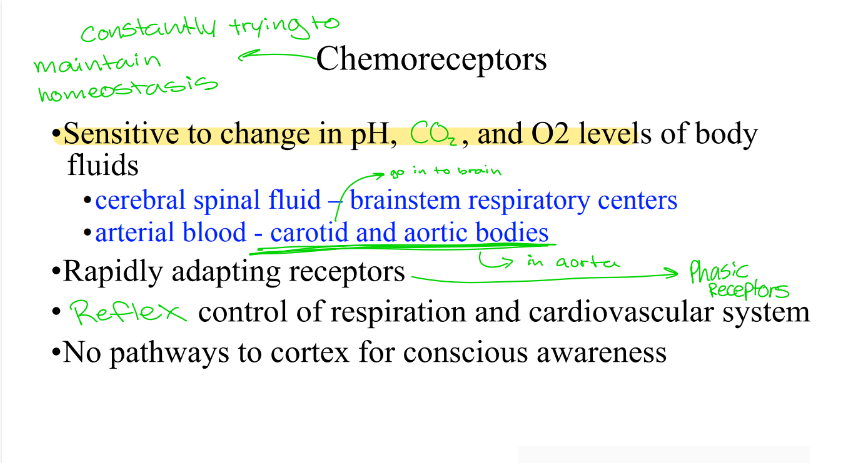 <ol><li><p>Cerebral spinal fluid — brainstem respiratory centers (primary regulators of normal breathing)</p></li><li><p>Arterial blood — carotid and aortic bodies (especially important when oxygen drops)</p></li></ol><p></p>