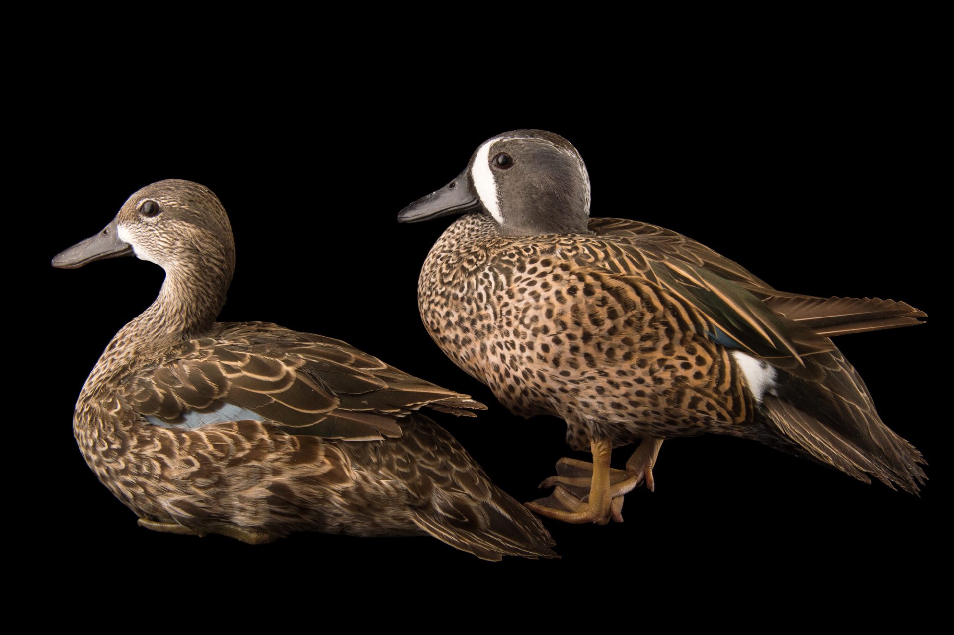 <p>Blue Winged Teal</p>