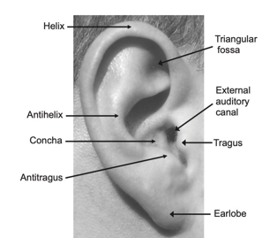 <ul><li><p>smaller flap of tissue of the auricles anterior to the external acoustic meatus</p></li><li><p>flexible when palpated due to cartilage</p></li></ul><p></p>