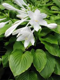 <p><span>Herbaceous perennial with large, broad green or variegated leaves and spikes of purple or white flowers. Used as a groundcover or ornamental plant.</span></p>