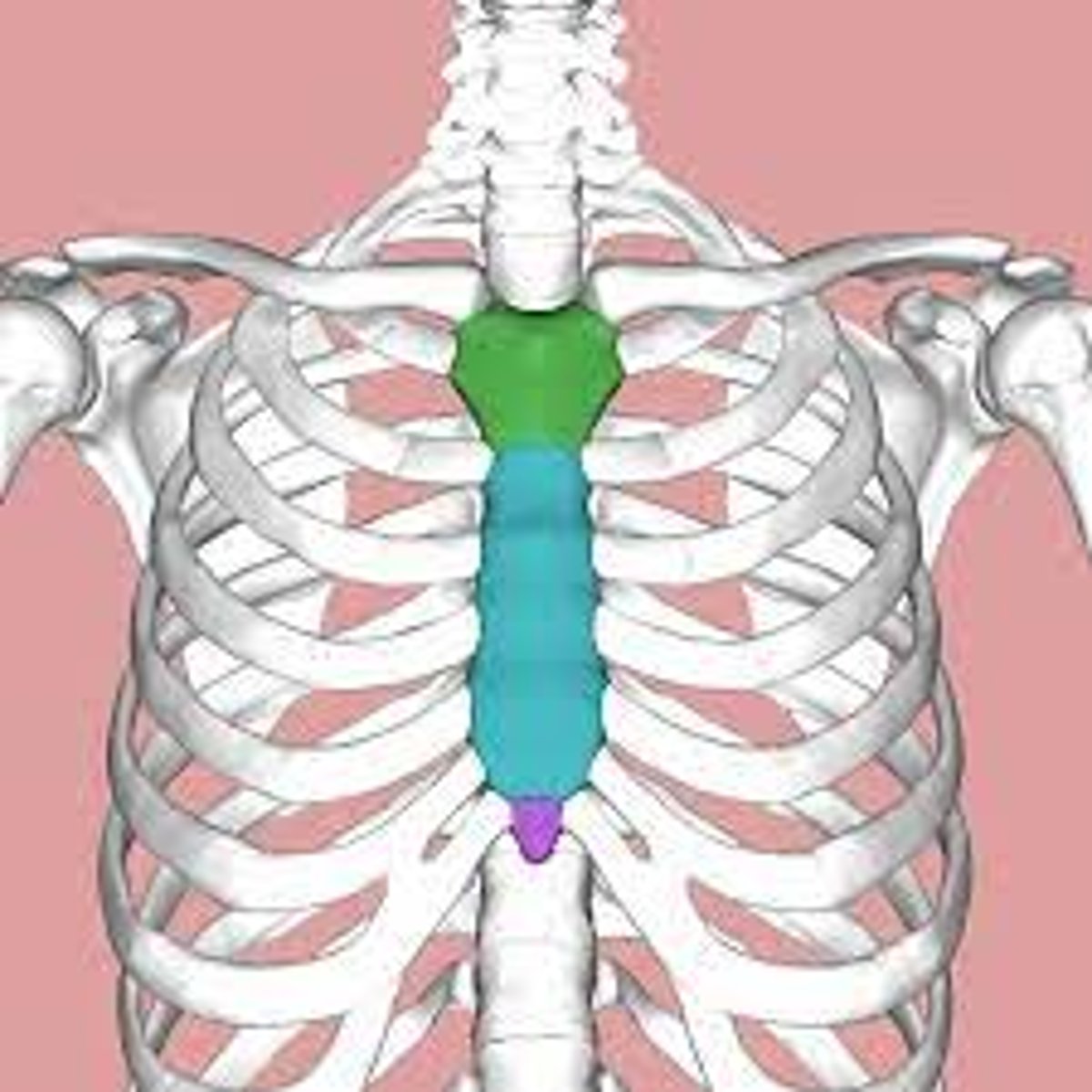 <p>manubrium, body, xiphoid process</p>
