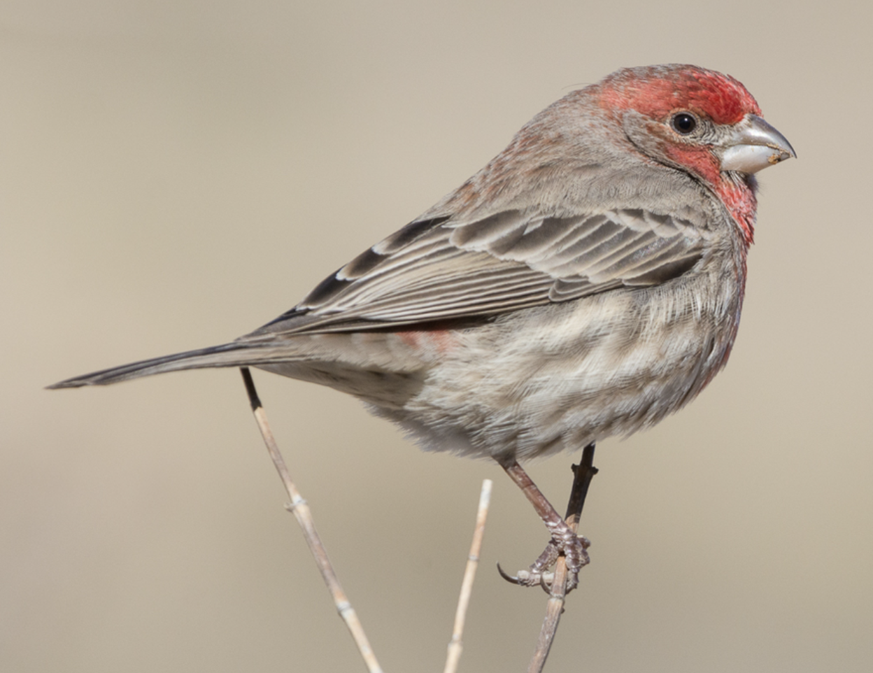 <p>What is this bird?</p>