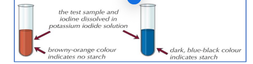 <p>1. To test for the presence of starch in a sample, add a few drops of orange/brown iodine in potassium iodide solution to the sample.</p><p>2. The iodine is in potassium iodide solution as iodine is insoluble in water.</p><p>3. If starch is present, iodide ions in the solution interact with the centre of starch molecules, producing a complex with a distinctive blue-black colour.</p><p>4. This test is useful in experiments for showing that starch in a sample has been digested </p>