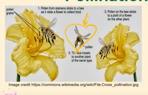 <p>Pollination is the transfer of pollen from anther to stigma! Often done with the help of a pollinator, like a bee.<br><br>When a bee goes to drink nectar from a flower, some of the pollen from the anther sticks to the bee. As the bee travels to another flower or plant of the same type, pollen on the bee sticks to the stigma of a flower on the other plant!</p>