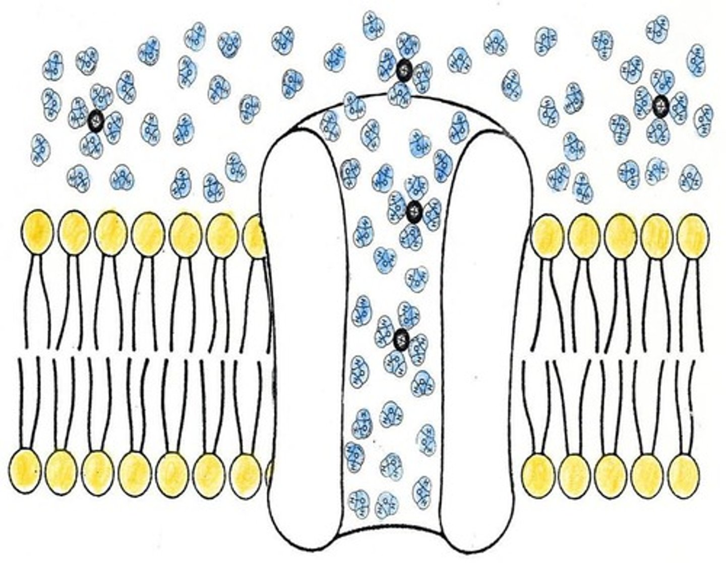<p>They provide a polar environment for diffusion of ions across the membrane.</p>