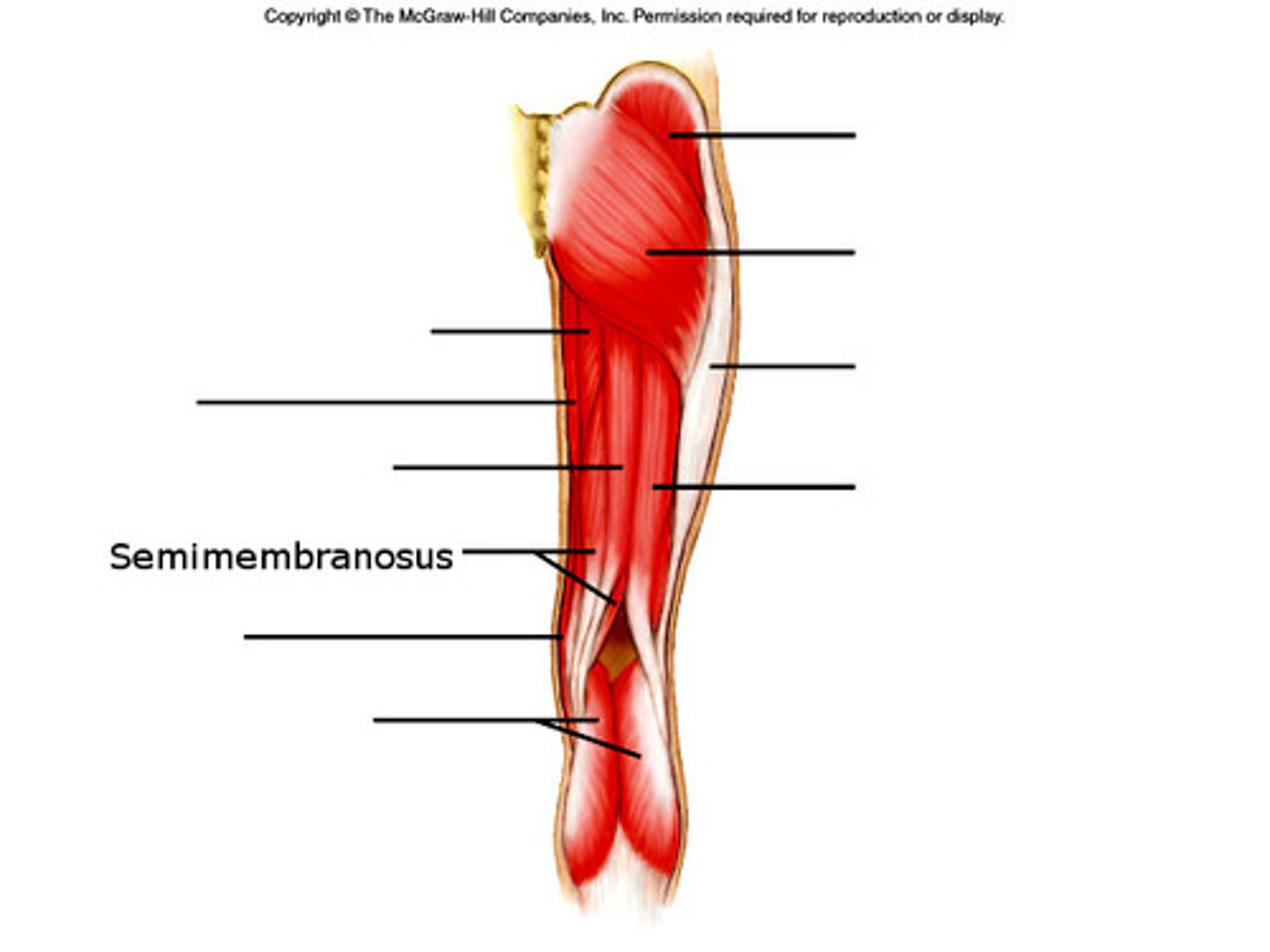 <p>Part of hamstring muscle group; Flexes the knee; Located on the medial side of the thigh</p>