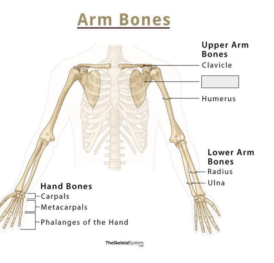 <p>Name the covered bone</p>