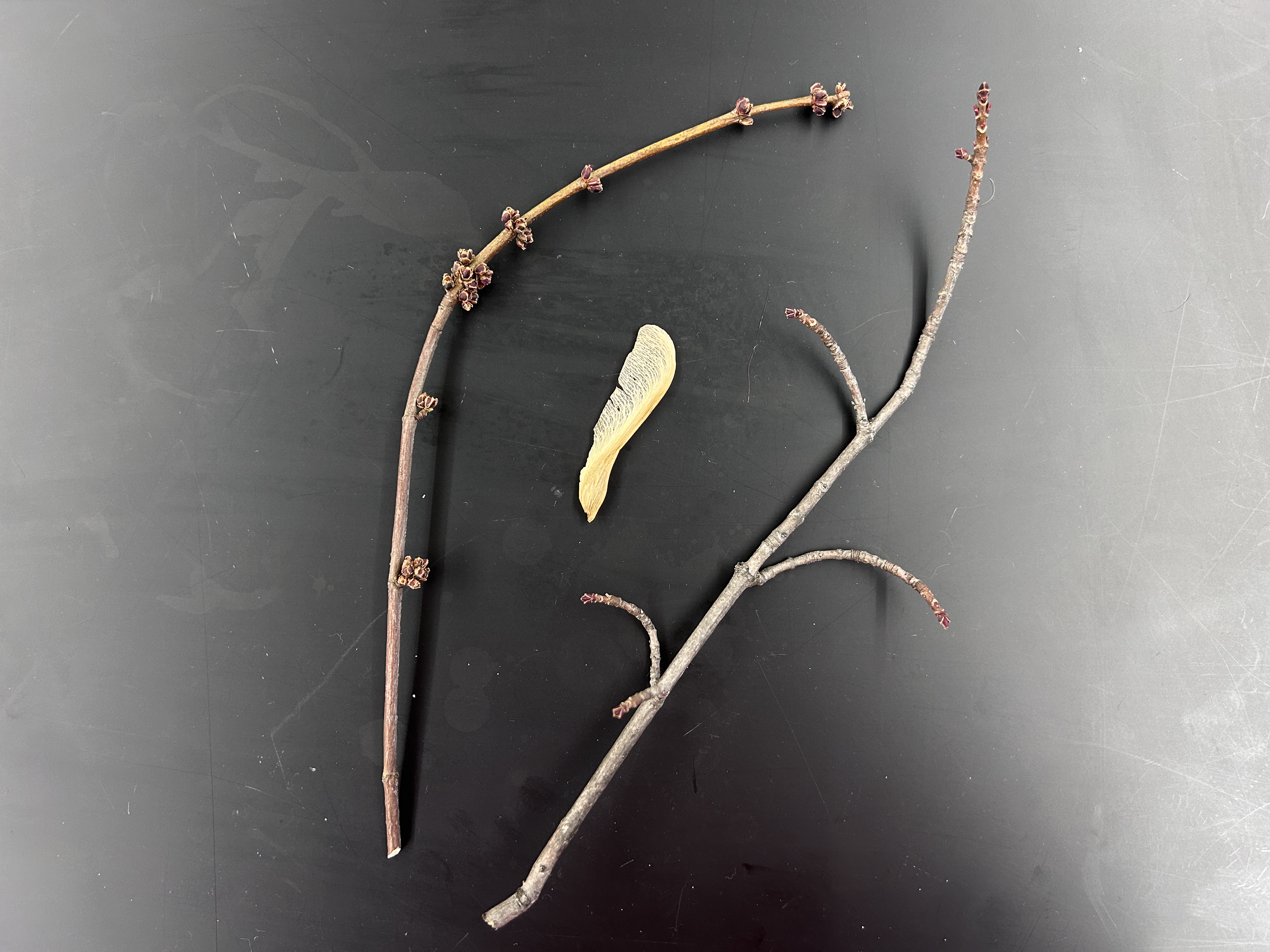 <p>What tree is this </p>