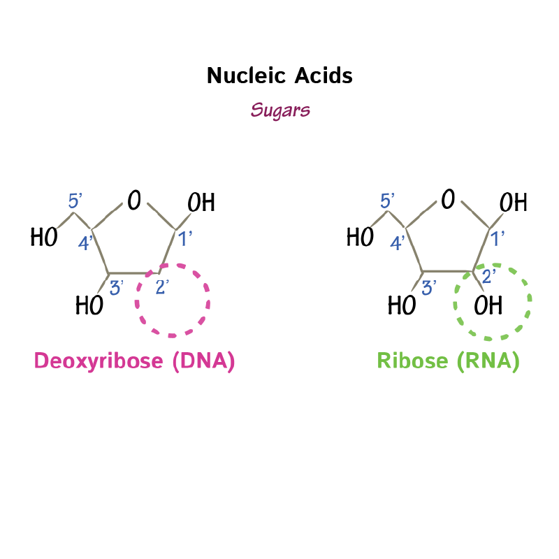 <p><span><span>What does the 5‑carbon sugar do in a nucleotide?</span></span></p>