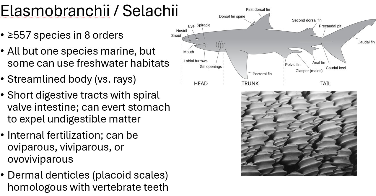 <p><span><span>•≥557 species in 8 orders</span></span></p><p><span><span>•All but one species marine, but some can use freshwater habitats</span></span></p><p><span><span>•Streamlined body (vs. rays)</span></span></p><p><span><span>•Short digestive tracts with spiral valve intestine; can evert stomach to expel undigestible matter</span></span></p><p><span><span>•Internal fertilization; can be oviparous, viviparous, or ovoviviparous</span></span></p><p><span><span>•Dermal denticles (placoid scales) homologous with vertebrate teeth</span></span></p>