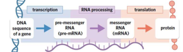 <ul><li><p>a series of events which result in formation of functional gene products such as proteins or non-coding strands RNA</p></li><li><p>makes it possible for living organisms to produce proteins and products, making it crucial for maintaining life</p></li></ul><p>protein synthesis process</p><p></p>