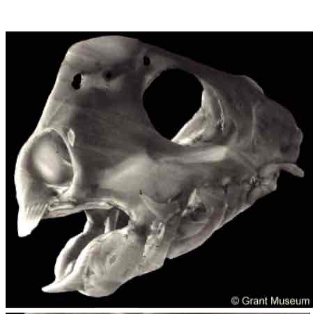 <ul><li><p>Elasmobranch have a “free” palatoquadrate while Holocephali’s palatoquadrates are fused to the chondrocranium.  </p></li><li><p>Elasmobranch teeth are rapidly replaced while Holocephali’s tooth plates are replaced slowly.</p></li></ul>