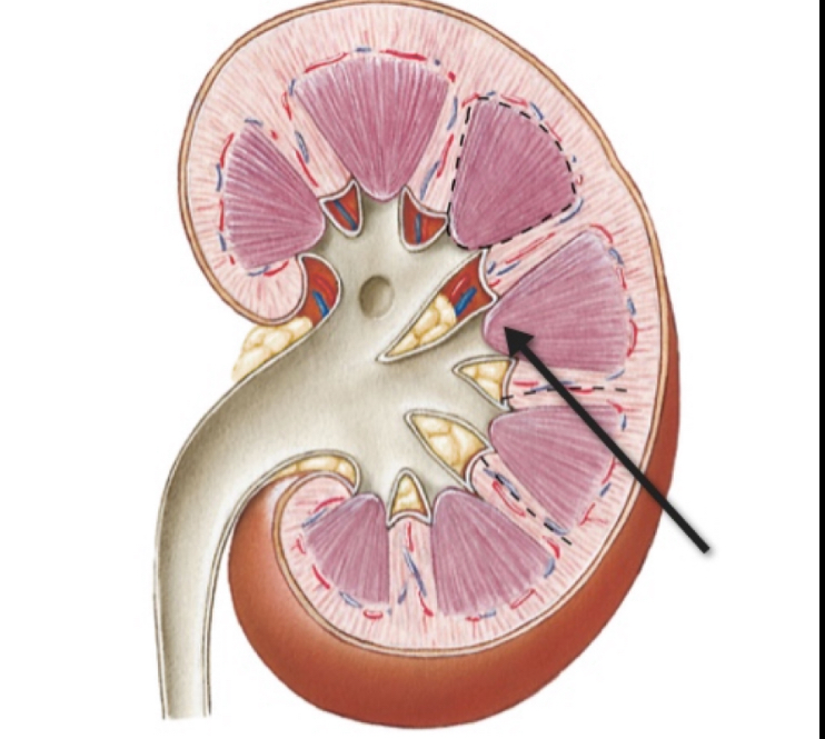 <p>Name the structure </p>