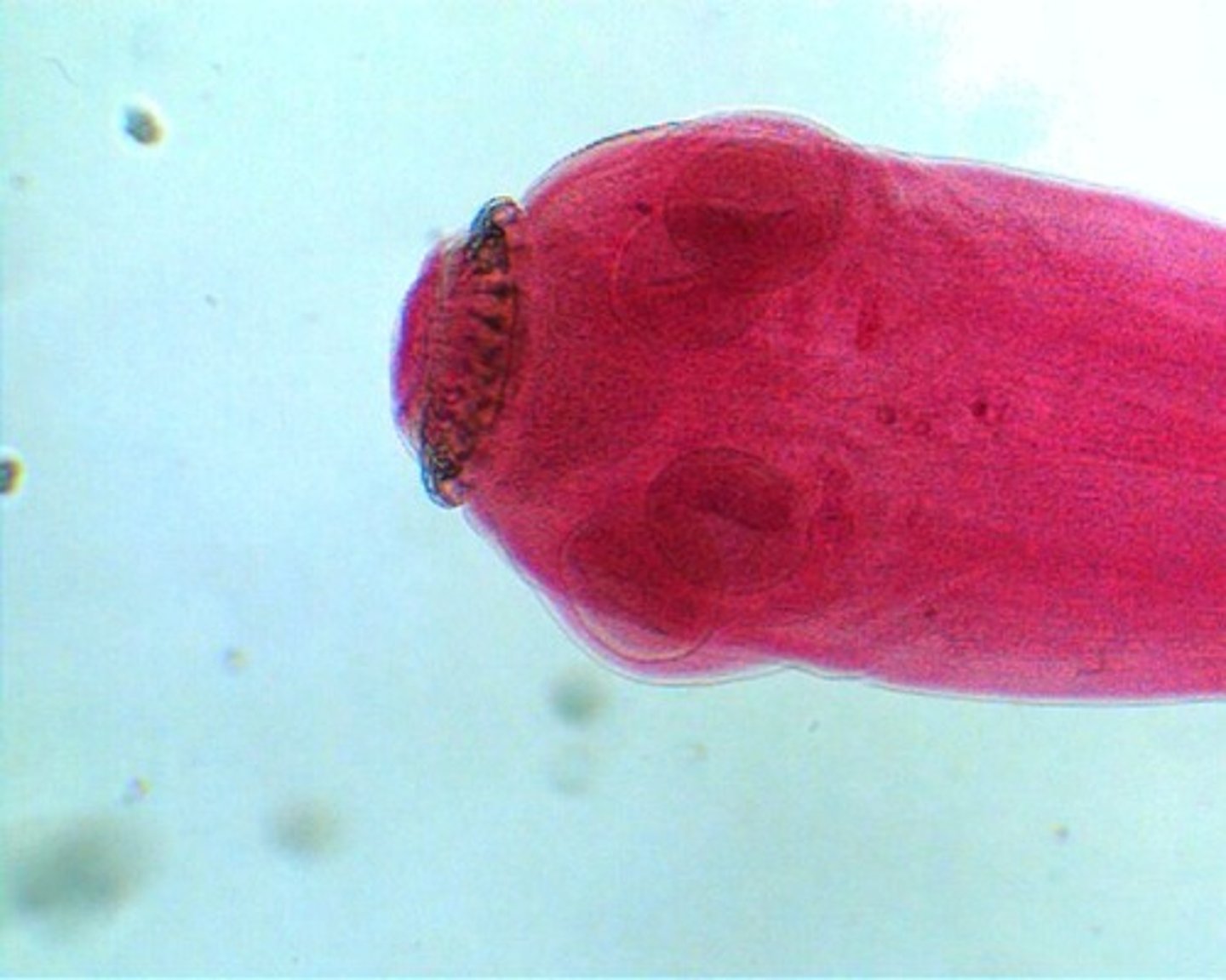 <p>What parasite is this if it is from a cat</p>