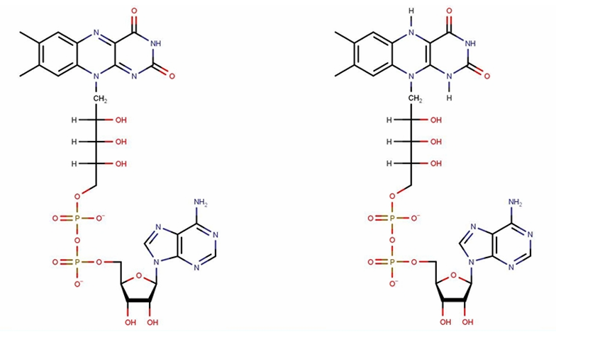 <p>What <span style="color: red"><strong>structure </strong></span>is shown in the picture?</p>