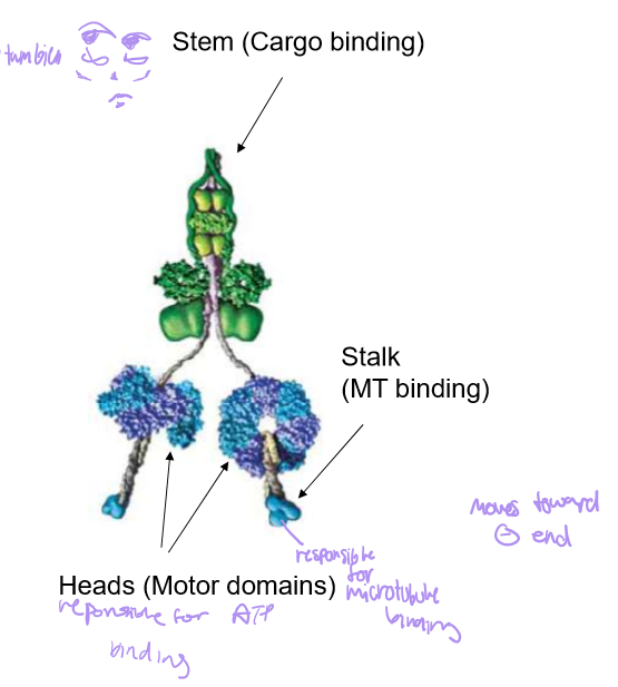 <p>It’s stalk is for MT binding, with circular motor heads (responsible for ATP binding) and a stem for cargo binding</p>