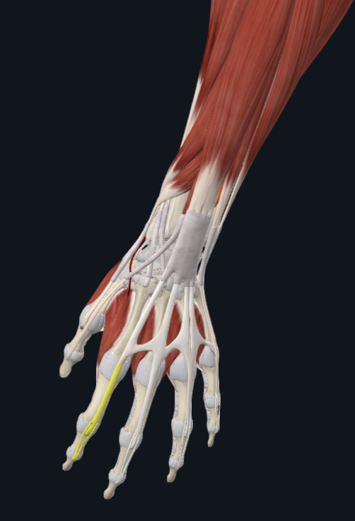 <p>What muscle is this</p>