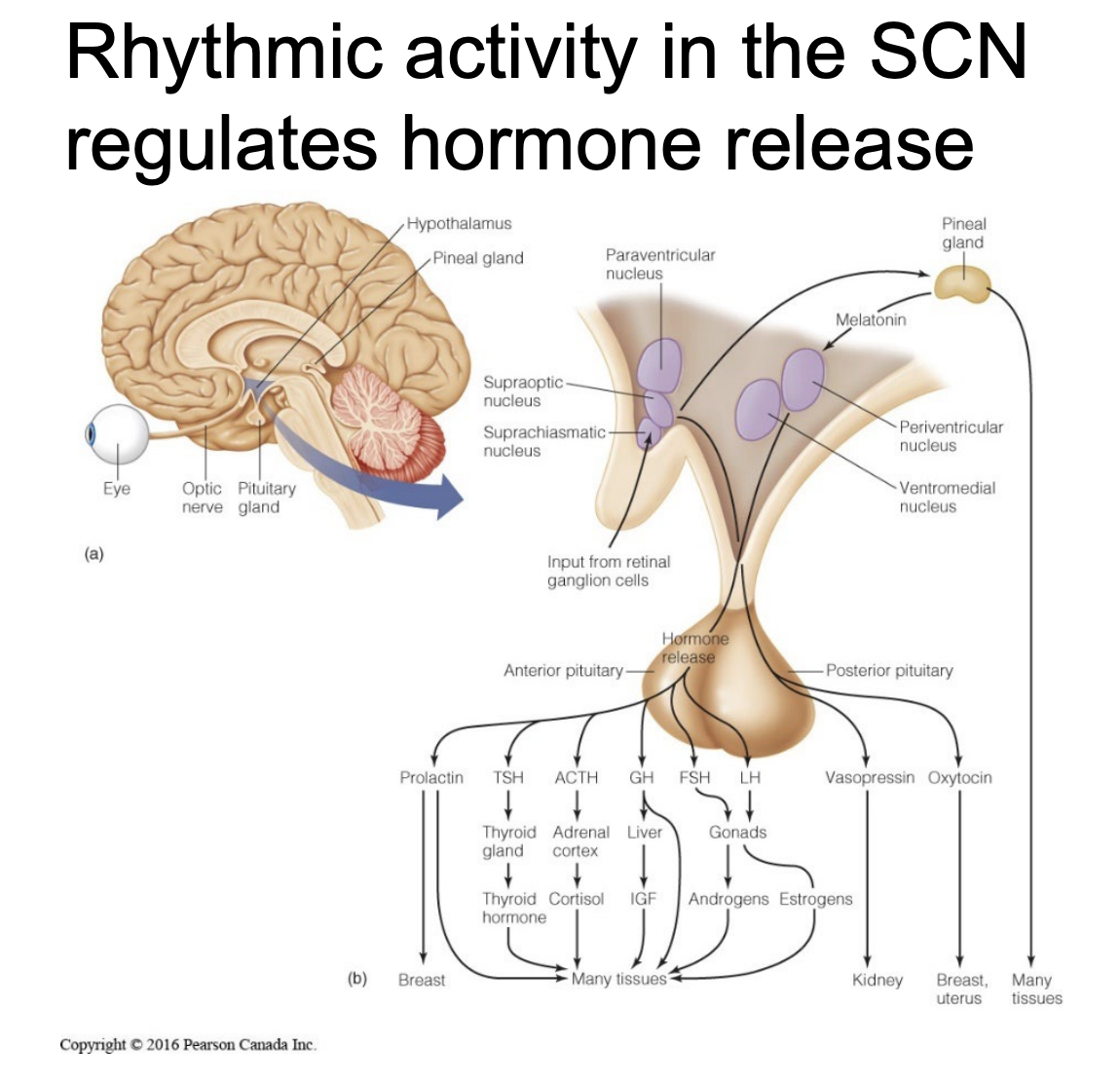<ul><li><p>SCN controls many things over 24 hour cycle, including hormone release</p><ul><li><p>Tropic hormones - target different endocrine glands, 24 hour period (cyclical)</p><ul><li><p>Melatonin</p><ul><li><p>Produced in pineal gland - possibly controlled by light</p></li></ul></li><li><p>Cortisol</p></li><li><p>Androgyn</p></li><li><p>Estrogen</p></li><li><p>IGF</p></li></ul></li></ul></li><li><p>Not entirely genetic</p><ul><li><p>Environment impacts circadian cycles</p></li></ul></li></ul><p></p>