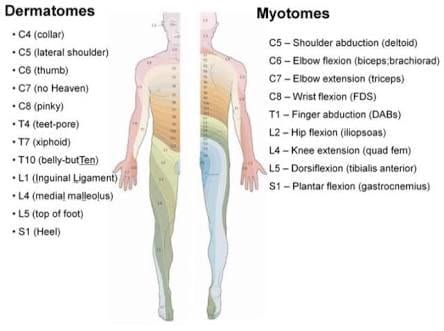 <ul><li><p>dermatomes: sensory distribution along the skin</p></li><li><p>myotomes: nerve distribution for skeletal muscles</p></li></ul><p></p>